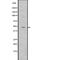 TGFB Induced Factor Homeobox 1 antibody, PA5-67912, Invitrogen Antibodies, Western Blot image 