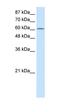 Protein Arginine Methyltransferase 5 antibody, orb330097, Biorbyt, Western Blot image 