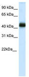 NK2 Homeobox 4 antibody, TA329923, Origene, Western Blot image 
