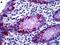 Mucin 2, Oligomeric Mucus/Gel-Forming antibody, orb94838, Biorbyt, Immunohistochemistry paraffin image 