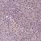 Interacts With SUPT6H, CTD Assembly Factor 1 antibody, HPA061866, Atlas Antibodies, Immunohistochemistry frozen image 