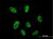 Cleavage And Polyadenylation Specific Factor 2 antibody, H00053981-B01P, Novus Biologicals, Immunocytochemistry image 