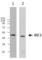 Interferon Regulatory Factor 3 antibody, 655701, BioLegend, Western Blot image 