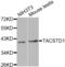 Epithelial Cell Adhesion Molecule antibody, abx001091, Abbexa, Western Blot image 