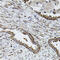 Sonic Hedgehog Signaling Molecule antibody, 14-467, ProSci, Immunohistochemistry frozen image 