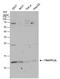 Trafficking Protein Particle Complex 2 Like antibody, PA5-36000, Invitrogen Antibodies, Western Blot image 