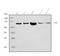 Poly(ADP-Ribose) Polymerase 1 antibody, M00122-4, Boster Biological Technology, Western Blot image 