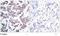 Myocyte Enhancer Factor 2A antibody, TA309951, Origene, Immunohistochemistry frozen image 