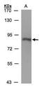 Cytochrome P450 Oxidoreductase antibody, PA5-27326, Invitrogen Antibodies, Western Blot image 
