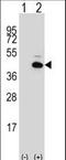 Paired Like Homeodomain 1 antibody, LS-C100923, Lifespan Biosciences, Western Blot image 