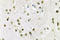 Diacylglycerol Kinase Theta antibody, LS-C177020, Lifespan Biosciences, Immunohistochemistry paraffin image 