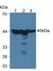 Phosphoglycerate Kinase 1 antibody, LS-C713569, Lifespan Biosciences, Western Blot image 