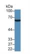 Serpin Family D Member 1 antibody, MBS2026998, MyBioSource, Western Blot image 