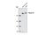 Plexin A1 antibody, 3813S, Cell Signaling Technology, Western Blot image 