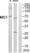 Regulator Of MON1-CCZ1 antibody, abx013757, Abbexa, Western Blot image 