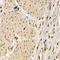 CD40 Molecule antibody, LS-C330843, Lifespan Biosciences, Immunohistochemistry frozen image 