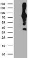 PFKP antibody, TA503985S, Origene, Western Blot image 
