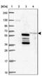 TBK1 Binding Protein 1 antibody, NBP2-38057, Novus Biologicals, Western Blot image 