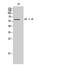 Adrenoceptor Alpha 1B antibody, A04856-2, Boster Biological Technology, Western Blot image 