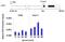 Cyclin Dependent Kinase 8 antibody, PA1-21780, Invitrogen Antibodies, Chromatin Immunoprecipitation image 