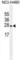 Eukaryotic Translation Initiation Factor 4E Family Member 2 antibody, abx025265, Abbexa, Western Blot image 