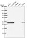 Lysosomal Associated Membrane Protein Family Member 5 antibody, HPA070765, Atlas Antibodies, Western Blot image 