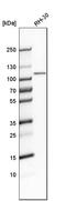 GEN1 Holliday Junction 5' Flap Endonuclease antibody, HPA020078, Atlas Antibodies, Western Blot image 