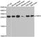 TIMP Metallopeptidase Inhibitor 4 antibody, A6416, ABclonal Technology, Western Blot image 