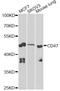 CD47 Molecule antibody, MBS127136, MyBioSource, Western Blot image 