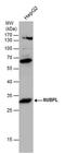 Nucleotide Binding Protein Like antibody, PA5-78584, Invitrogen Antibodies, Western Blot image 