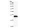 Small Nuclear RNA Activating Complex Polypeptide 1 antibody, LS-C342633, Lifespan Biosciences, Western Blot image 