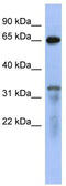 RAP1 GTPase Activating Protein antibody, TA342187, Origene, Western Blot image 