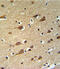 Glutamic-Oxaloacetic Transaminase 1 antibody, 61-617, ProSci, Immunohistochemistry frozen image 