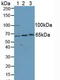 Kinesin Family Member 2A antibody, LS-C372979, Lifespan Biosciences, Western Blot image 