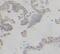 RAD51 Recombinase antibody, FNab10134, FineTest, Immunohistochemistry frozen image 