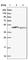 Ribonuclease/Angiogenin Inhibitor 1 antibody, HPA040781, Atlas Antibodies, Western Blot image 