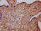 GHBP antibody, CSB-RA978909A0HU, Cusabio, Immunohistochemistry paraffin image 