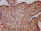 Growth hormone receptor antibody, CSB-RA978909A0HU, Cusabio, Immunohistochemistry paraffin image 