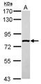 Solute Carrier Family 4 Member 1 Adaptor Protein antibody, NBP2-17014, Novus Biologicals, Western Blot image 