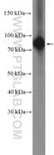 BORA Aurora Kinase A Activator antibody, 26866-1-AP, Proteintech Group, Western Blot image 