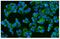 CD46 Molecule antibody, PB9486, Boster Biological Technology, Immunofluorescence image 