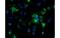 NOG antibody, MBS838645, MyBioSource, Immunofluorescence image 