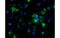 Noggin antibody, MBS838645, MyBioSource, Immunofluorescence image 