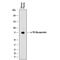 Alpha-1-B Glycoprotein antibody, MAB7757, R&D Systems, Western Blot image 