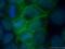 Feline Leukemia Virus Subgroup C Cellular Receptor 1 antibody, 26841-1-AP, Proteintech Group, Immunofluorescence image 