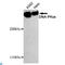 Protein Kinase, DNA-Activated, Catalytic Subunit antibody, LS-C812943, Lifespan Biosciences, Western Blot image 