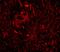 Tripartite Motif Containing 5 antibody, A01359, Boster Biological Technology, Immunofluorescence image 