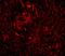 Tripartite motif-containing protein 5 antibody, A01359, Boster Biological Technology, Immunofluorescence image 