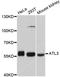 ATL3 antibody, LS-C747360, Lifespan Biosciences, Western Blot image 
