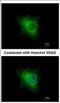 Keratin 33B antibody, NBP2-19310, Novus Biologicals, Immunocytochemistry image 